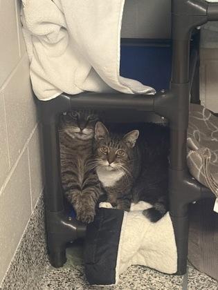Enlarge Sweets (& Ty-Ty), a Adoptable mixed breed in Fairfax, VA image 2/3