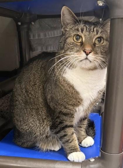 Enlarge Sweets (& Ty-Ty), a Adoptable mixed breed in Fairfax, VA image 2/3