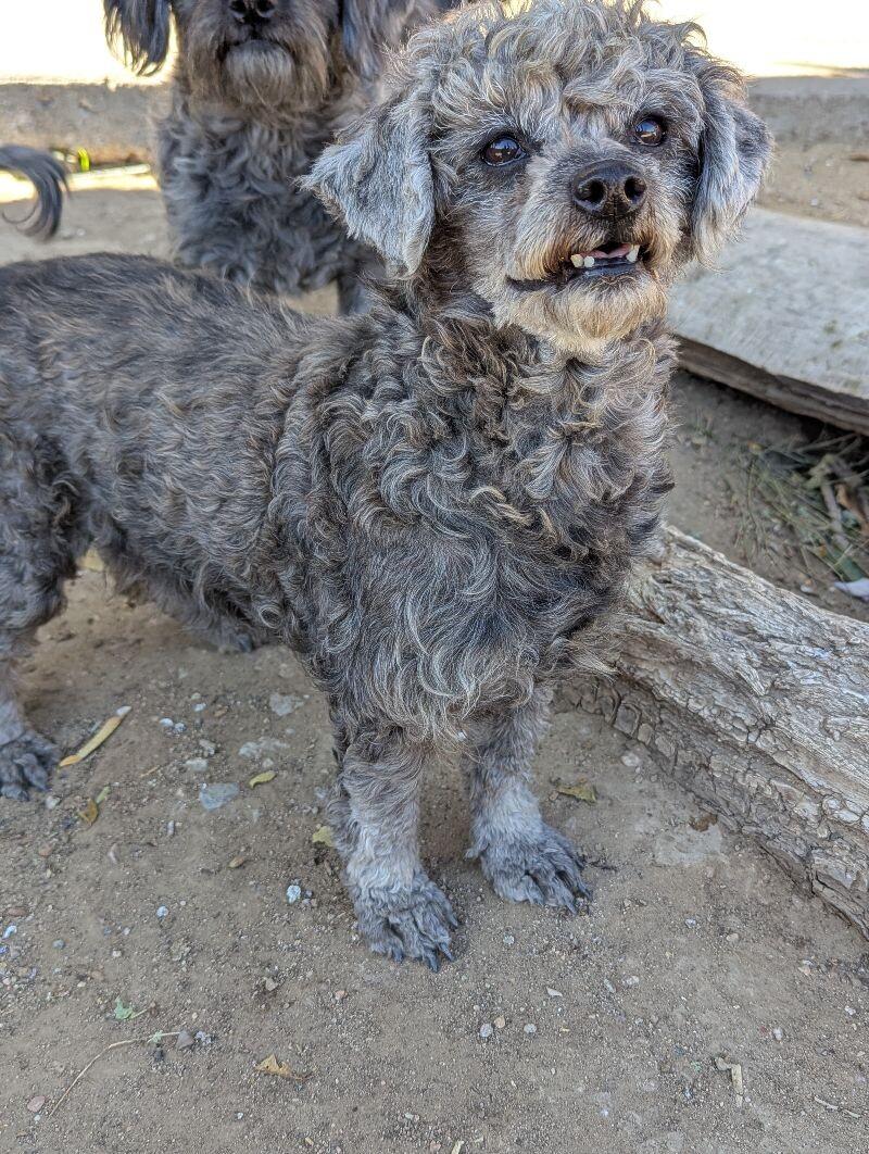 Beatrice, a Adoptable mixed breed in Windsor, CO image 1/6