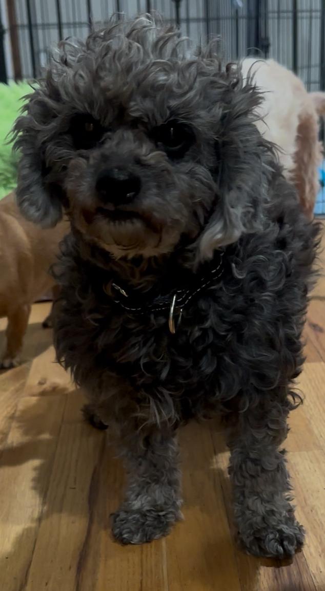 Enlarge Beatrice, a Adoptable mixed breed in Windsor, CO image 2/6