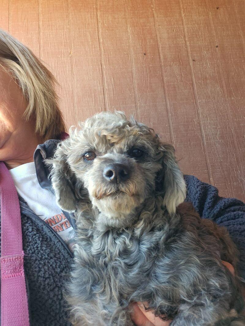 Beatrice, a Adoptable mixed breed in Windsor, CO image 2/6