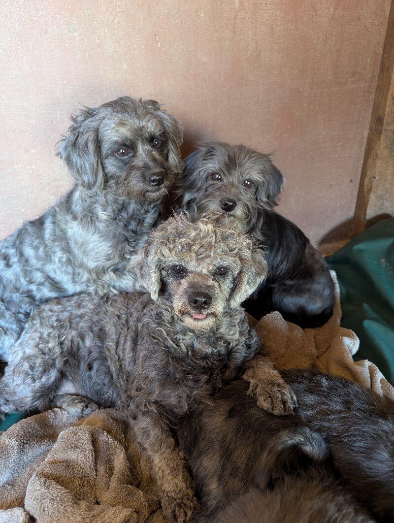 Beatrice, a Adoptable mixed breed in Windsor, CO image 3/6