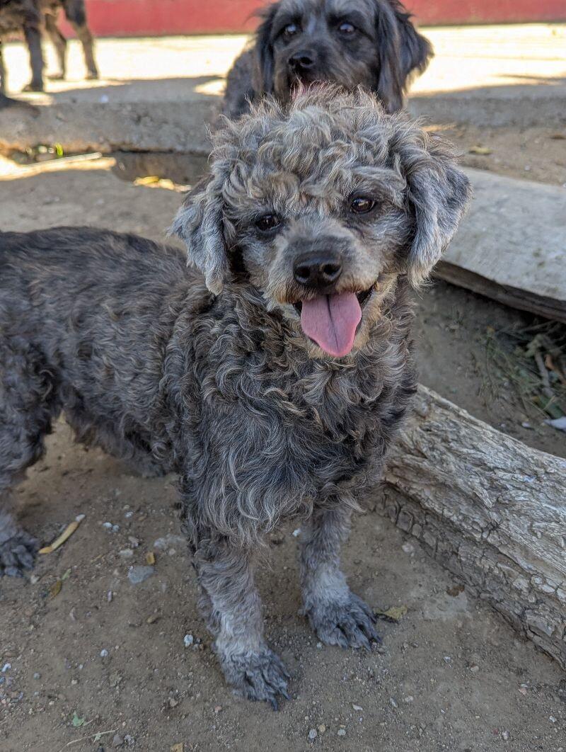 Beatrice, a Adoptable mixed breed in Windsor, CO image 4/6