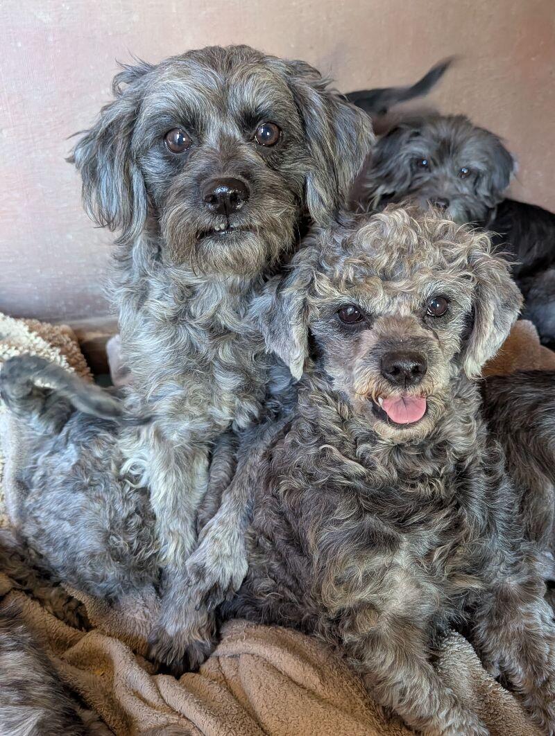 Beatrice, a Adoptable mixed breed in Windsor, CO image 5/6