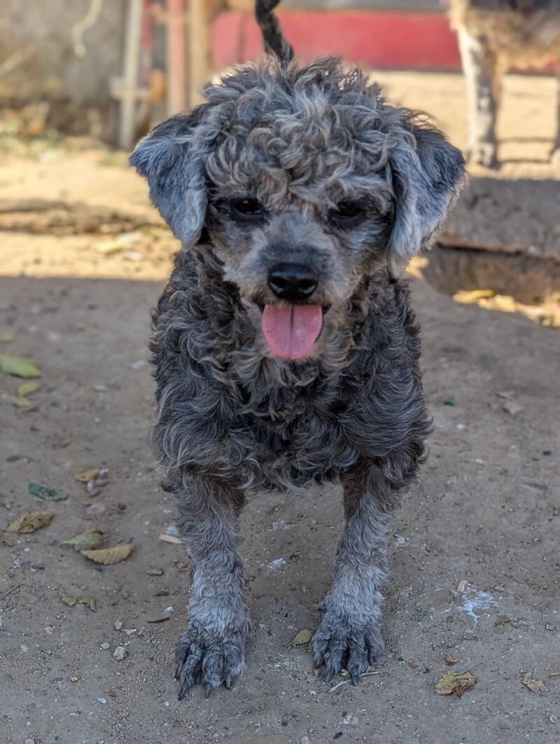 Beatrice, a Adoptable mixed breed in Windsor, CO image 6/6