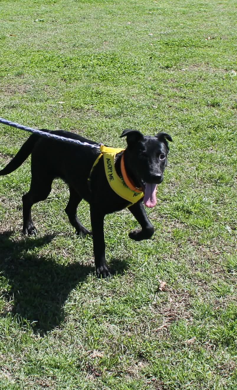 Marlo, Adoptable, Young Male Labrador Retriever.