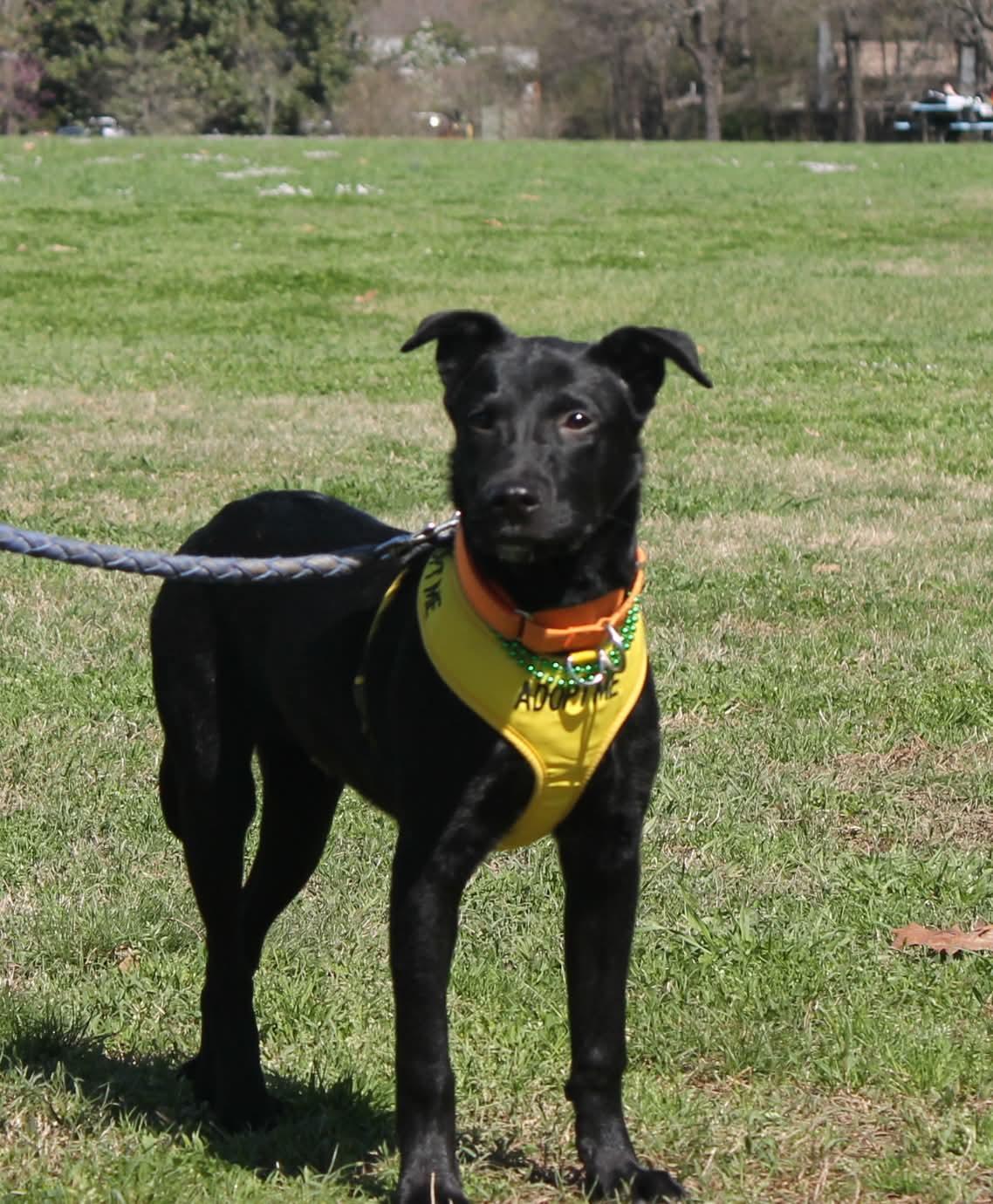 Enlarge Marlo, a Adoptable Labrador Retriever in Munford, TN image 2/3