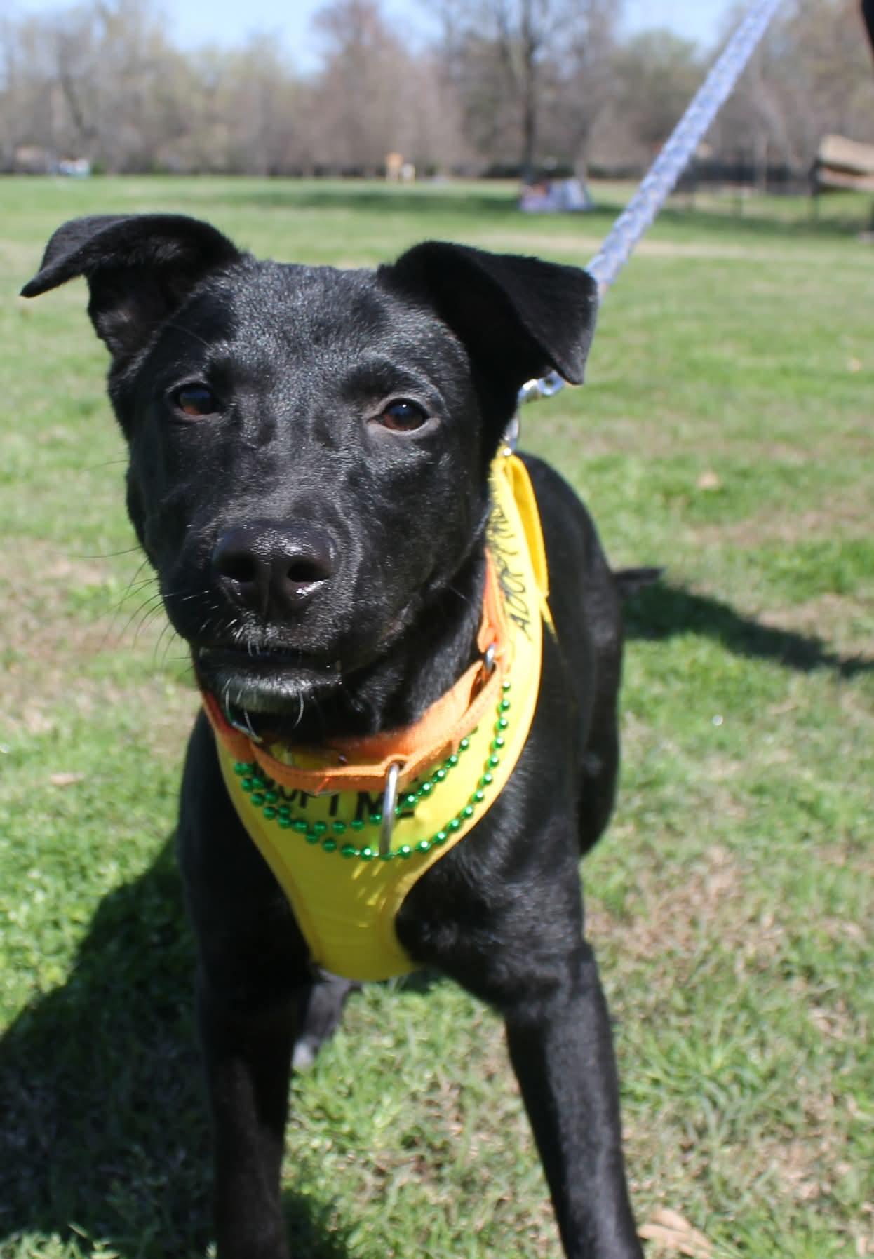 Enlarge Marlo, a Adoptable Labrador Retriever in Munford, TN image 3/3
