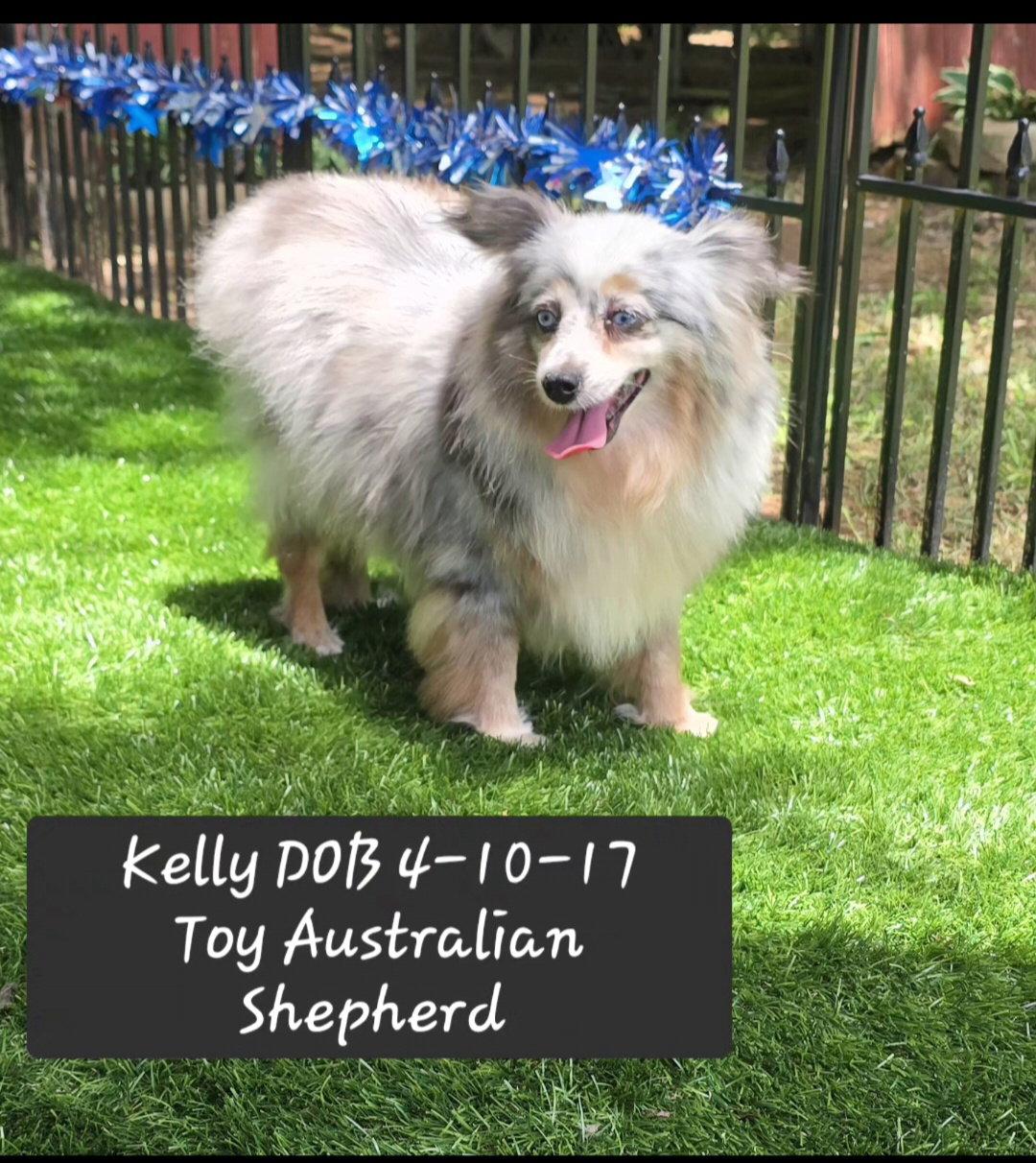 kelly, Adoptable, Adult Female Australian Shepherd.