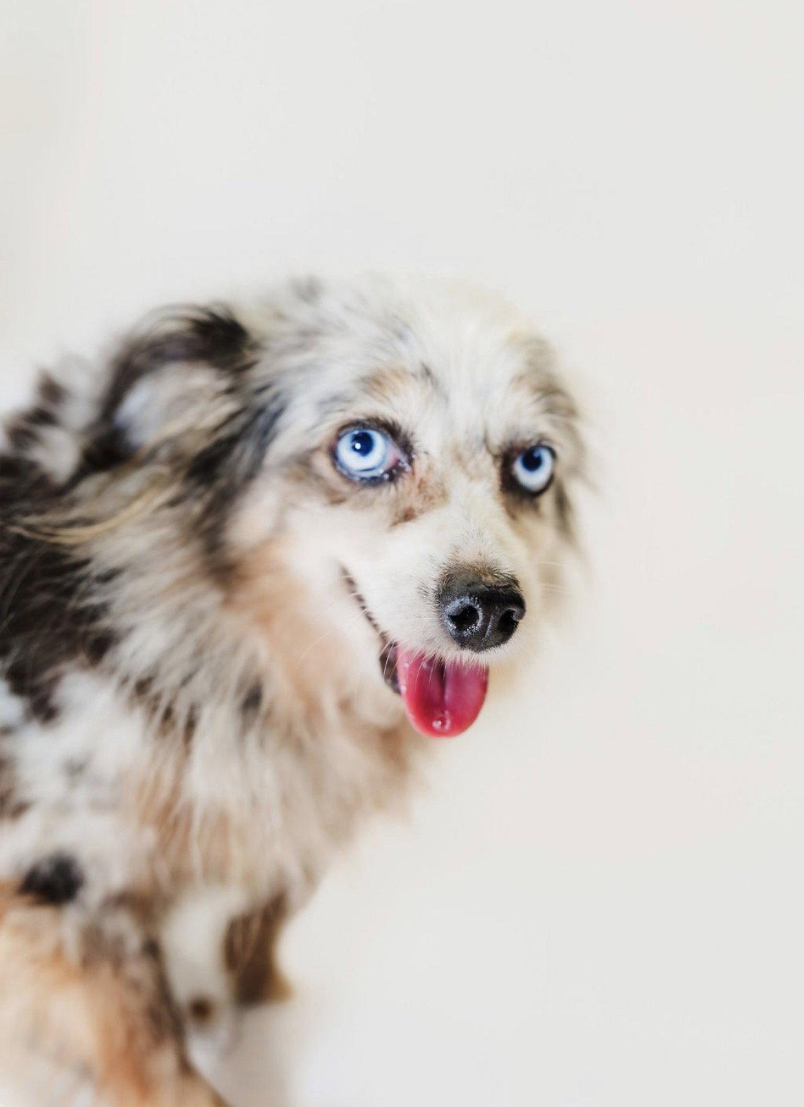 Enlarge kelly, a Adoptable Australian Shepherd in York, SC image 2/2