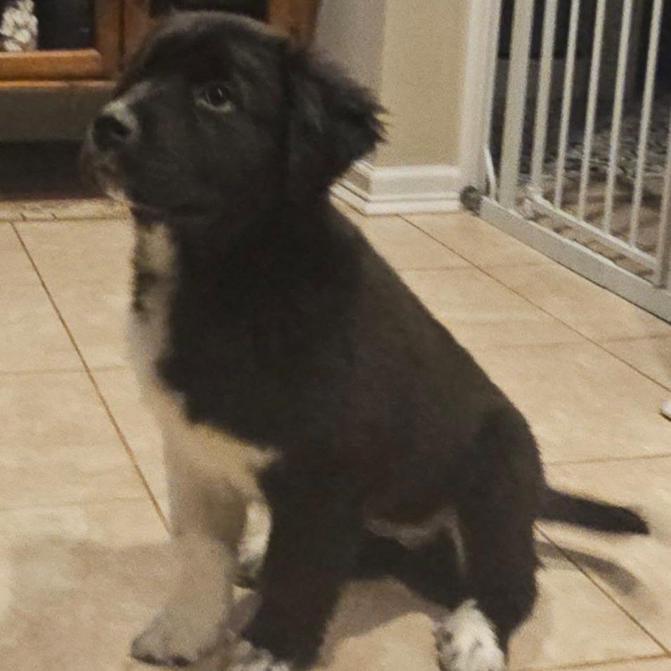 Enlarge Keeley, an adopted mixed breed in Lindenhurst, NY image 1/1