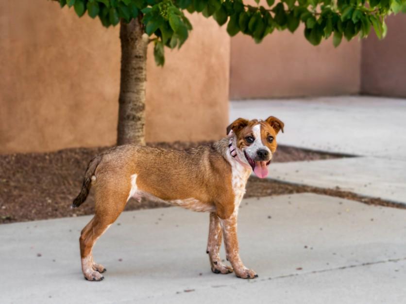 JORGIE, Adoptable, Puppy Male Mixed Breed.