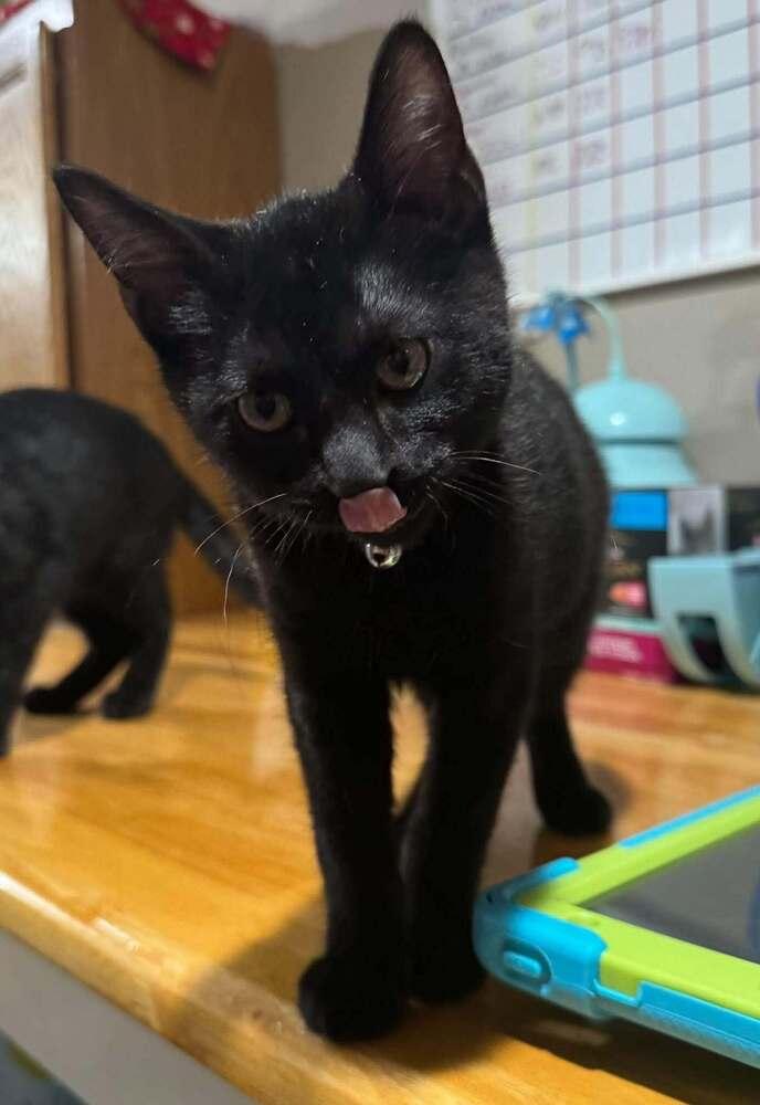Teton, Adoptable, Kitten Male Domestic Short Hair.