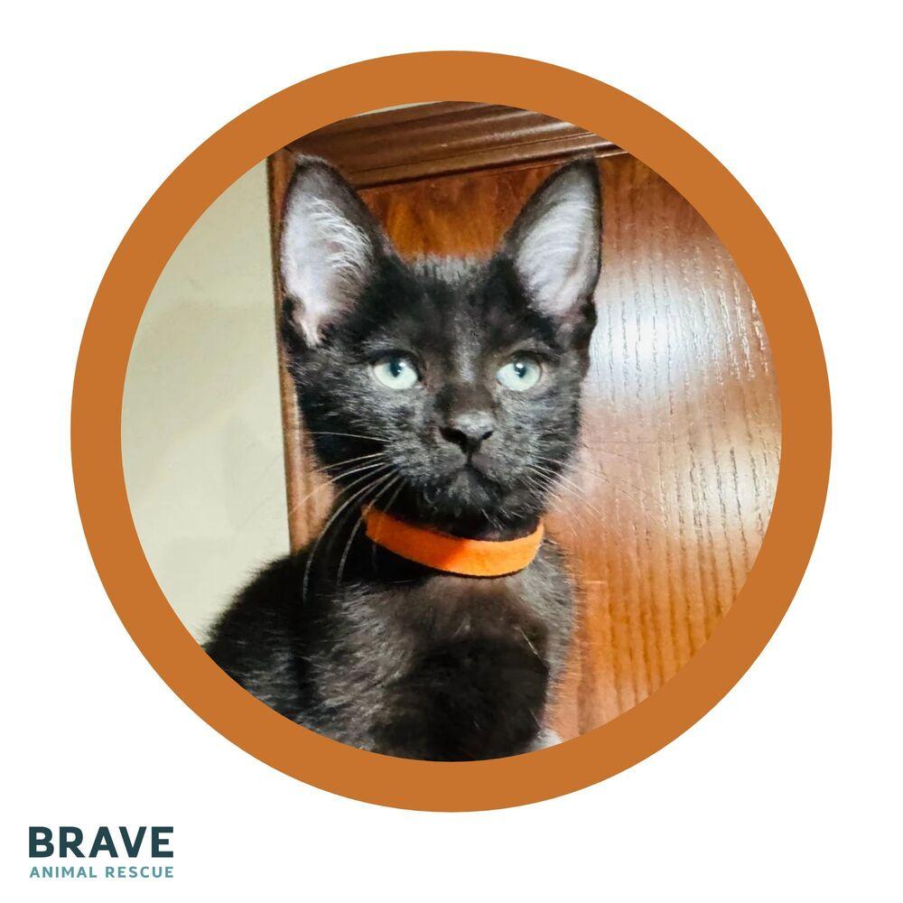 Enlarge Teton, a Adoptable mixed breed in Lincoln, NE image 3/6