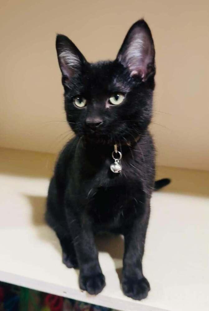 Enlarge Teton, a Adoptable mixed breed in Lincoln, NE image 5/6