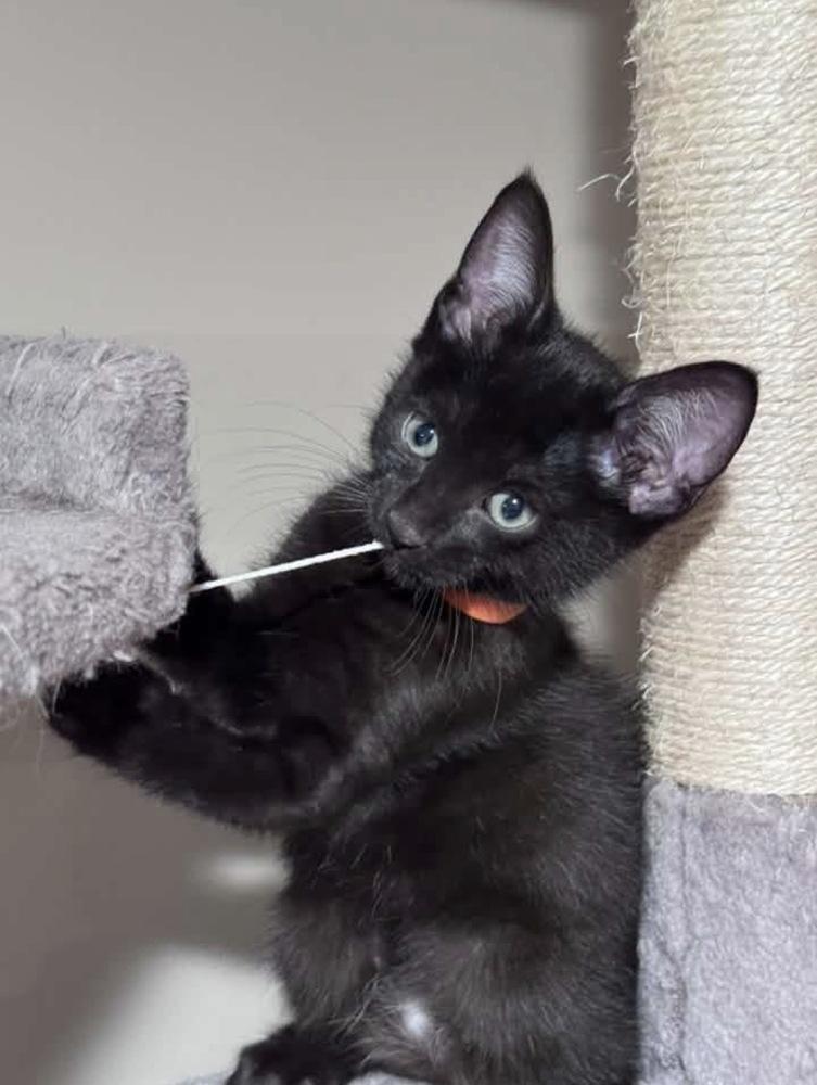 Enlarge Teton, a Adoptable mixed breed in Lincoln, NE image 6/6
