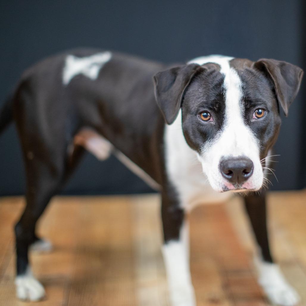 Prince, Adoptable, Adult Male Pit Bull Terrier.