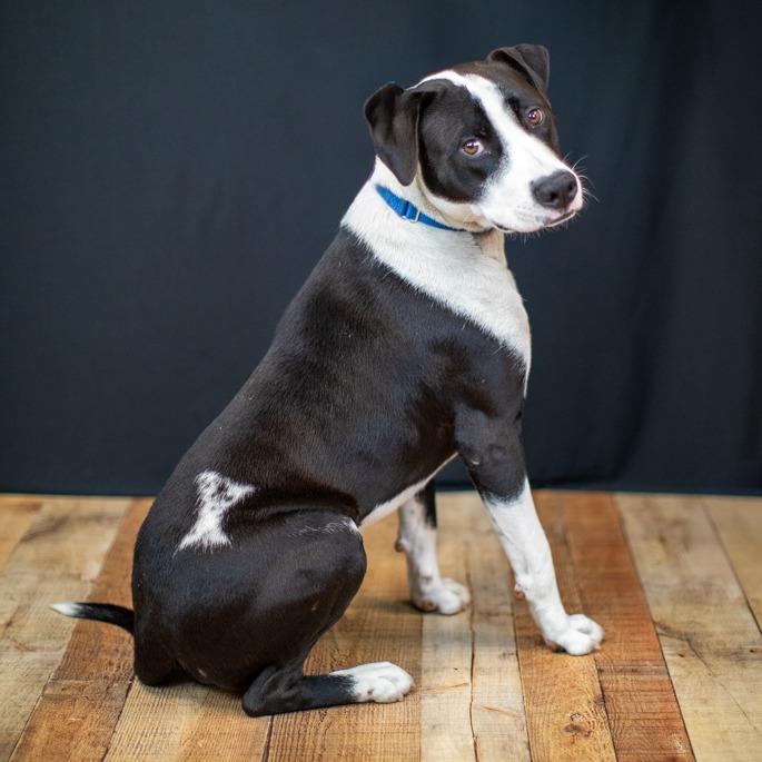 Enlarge Prince, a Adoptable Pit Bull Terrier in East Saint Louis, IL image 4/6