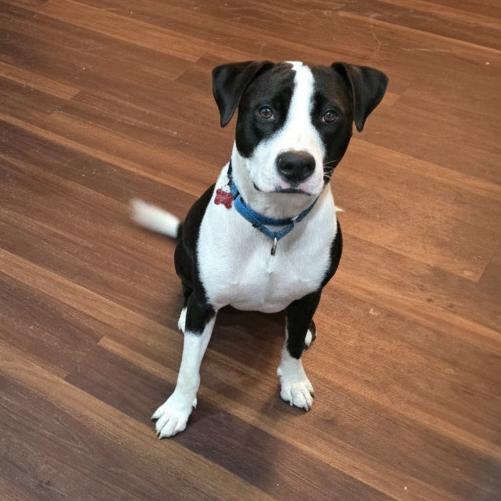 Enlarge Prince, a Adoptable Pit Bull Terrier in East Saint Louis, IL image 5/6