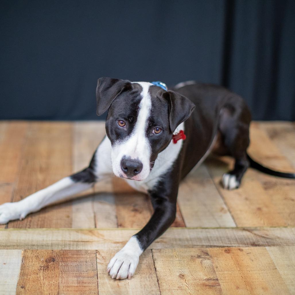 Enlarge Prince, a Adoptable Pit Bull Terrier in East Saint Louis, IL image 6/6
