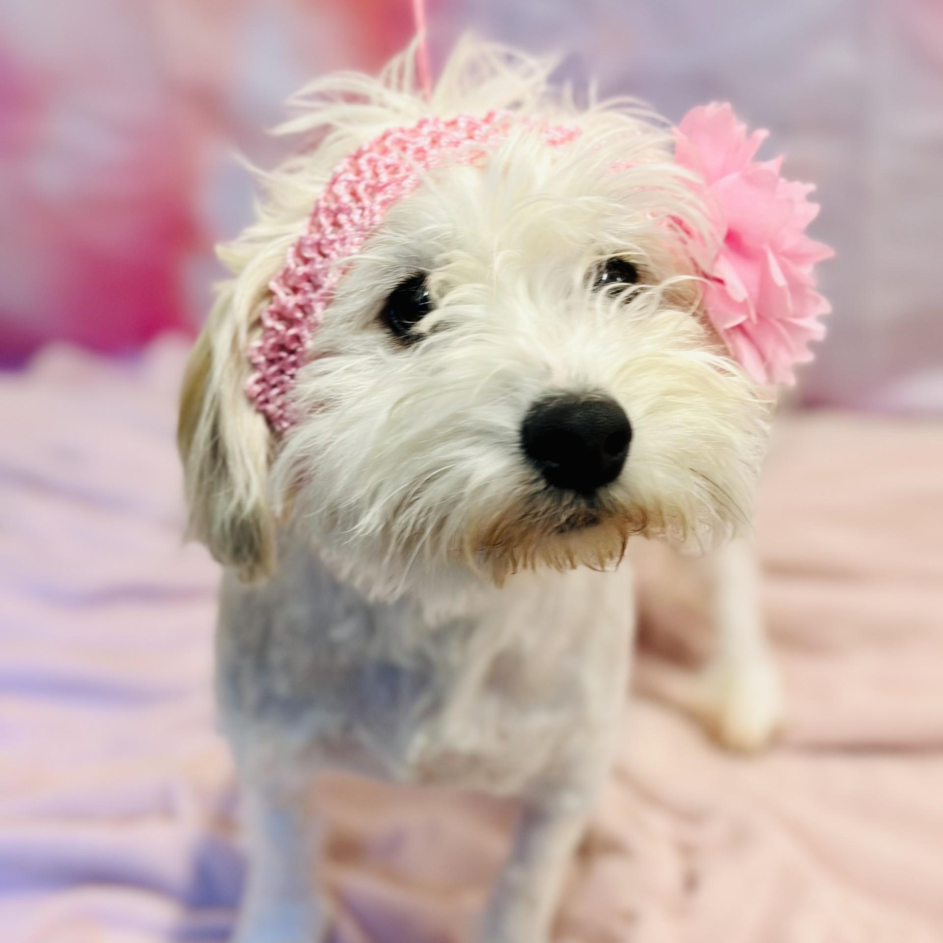 Tiana , adopted, Adult Female Maltipoo.