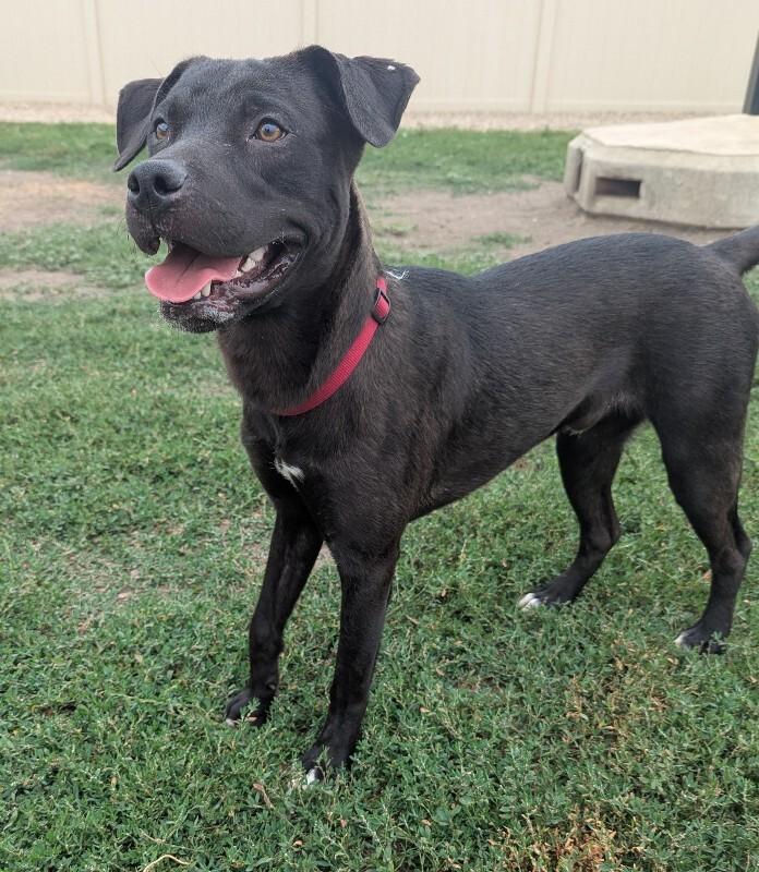 Frankie, a Adoptable mixed breed in Yankton, SD image 1/6