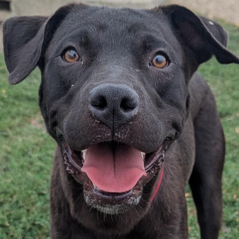 Frankie, a Adoptable mixed breed in Yankton, SD image 2/6