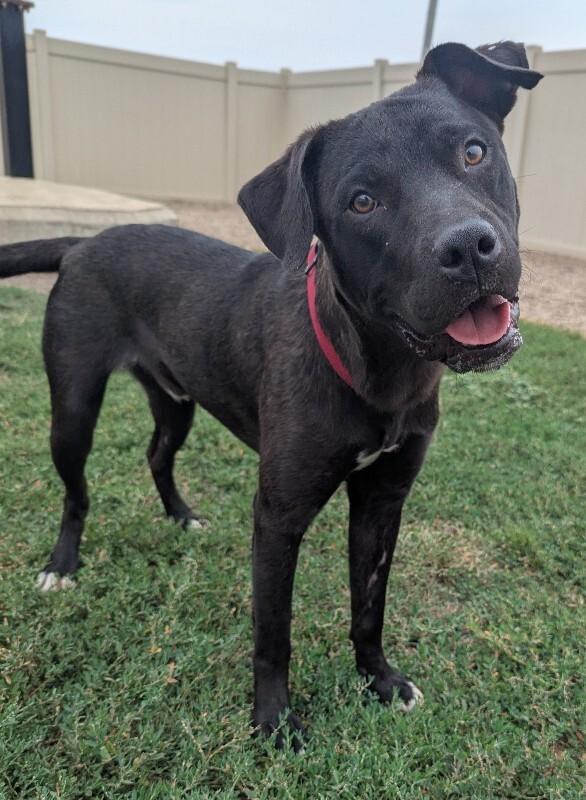Frankie, a Adoptable mixed breed in Yankton, SD image 3/6