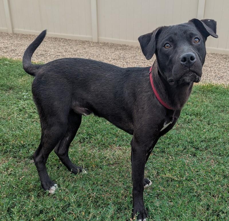Frankie, a Adoptable mixed breed in Yankton, SD image 4/6