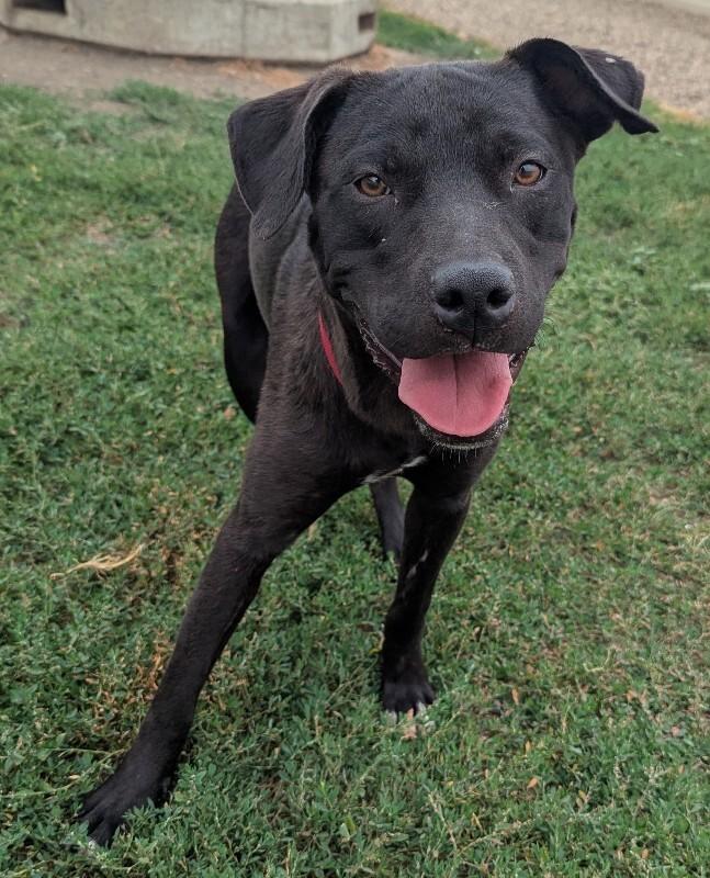 Frankie, a Adoptable mixed breed in Yankton, SD image 5/6