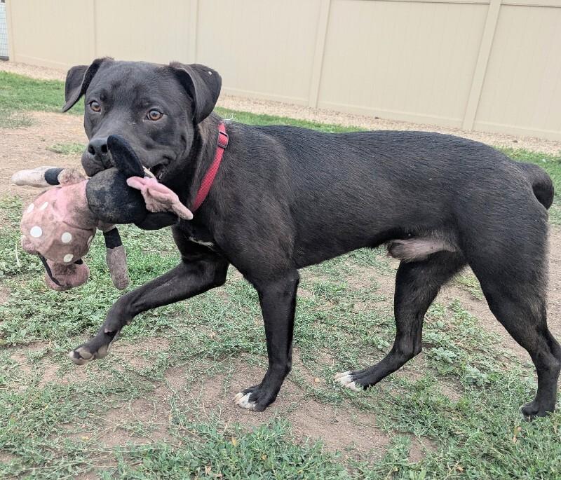 Frankie, a Adoptable mixed breed in Yankton, SD image 6/6