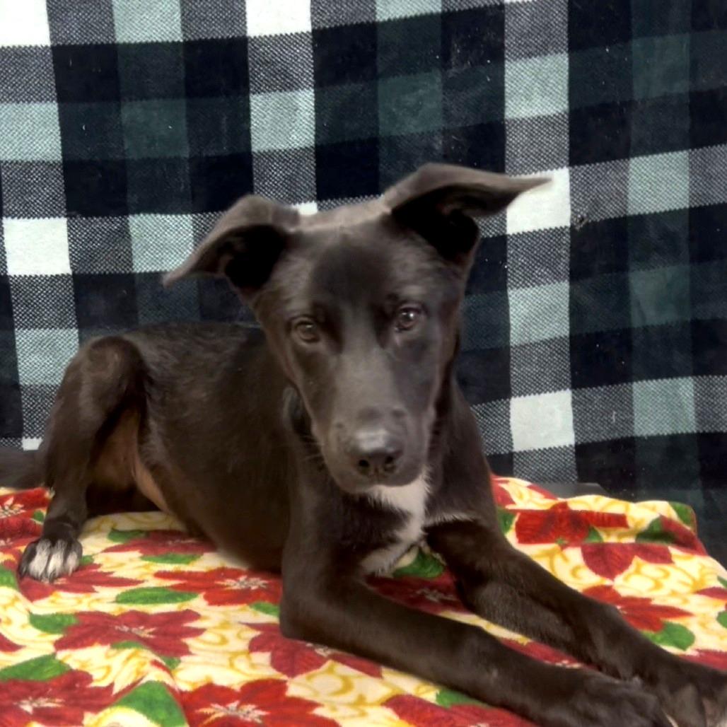 Taquito, Adoptable, Young Male Shepherd.