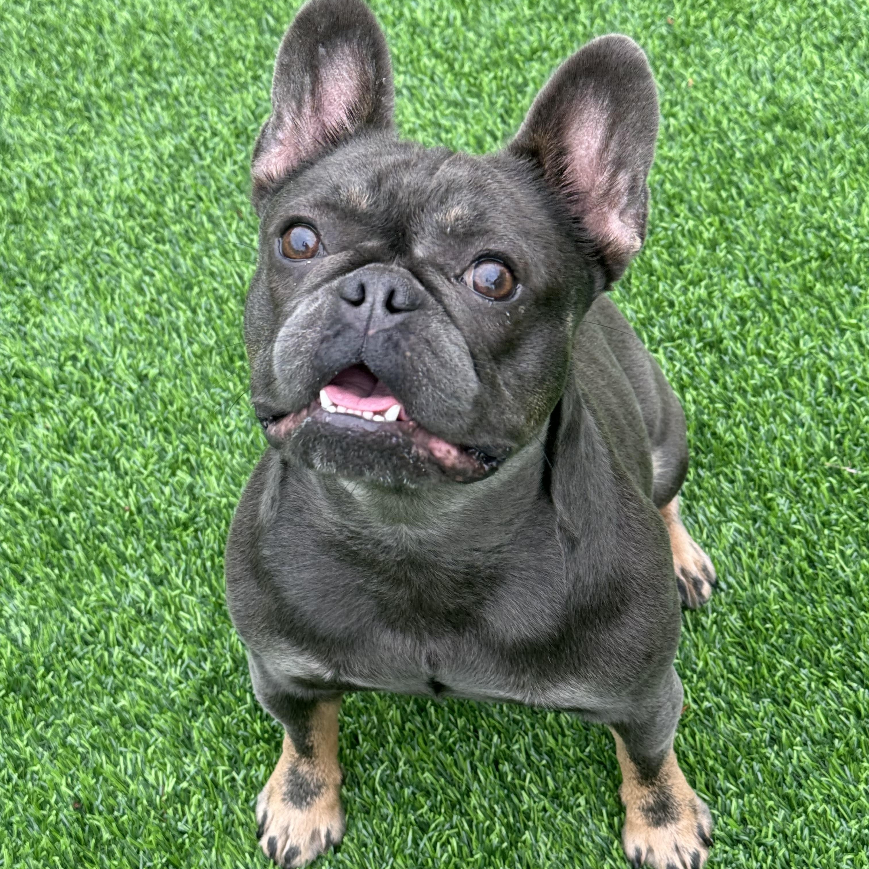 Nala, a Adopted French Bulldog in Pompano Beach, FL image 2/3