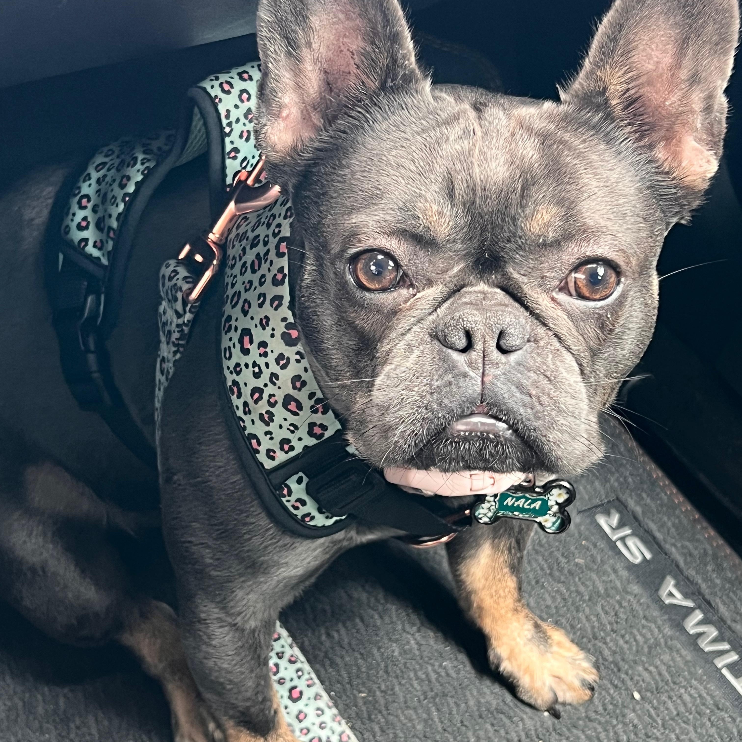 Nala, a Adopted French Bulldog in Pompano Beach, FL image 3/3