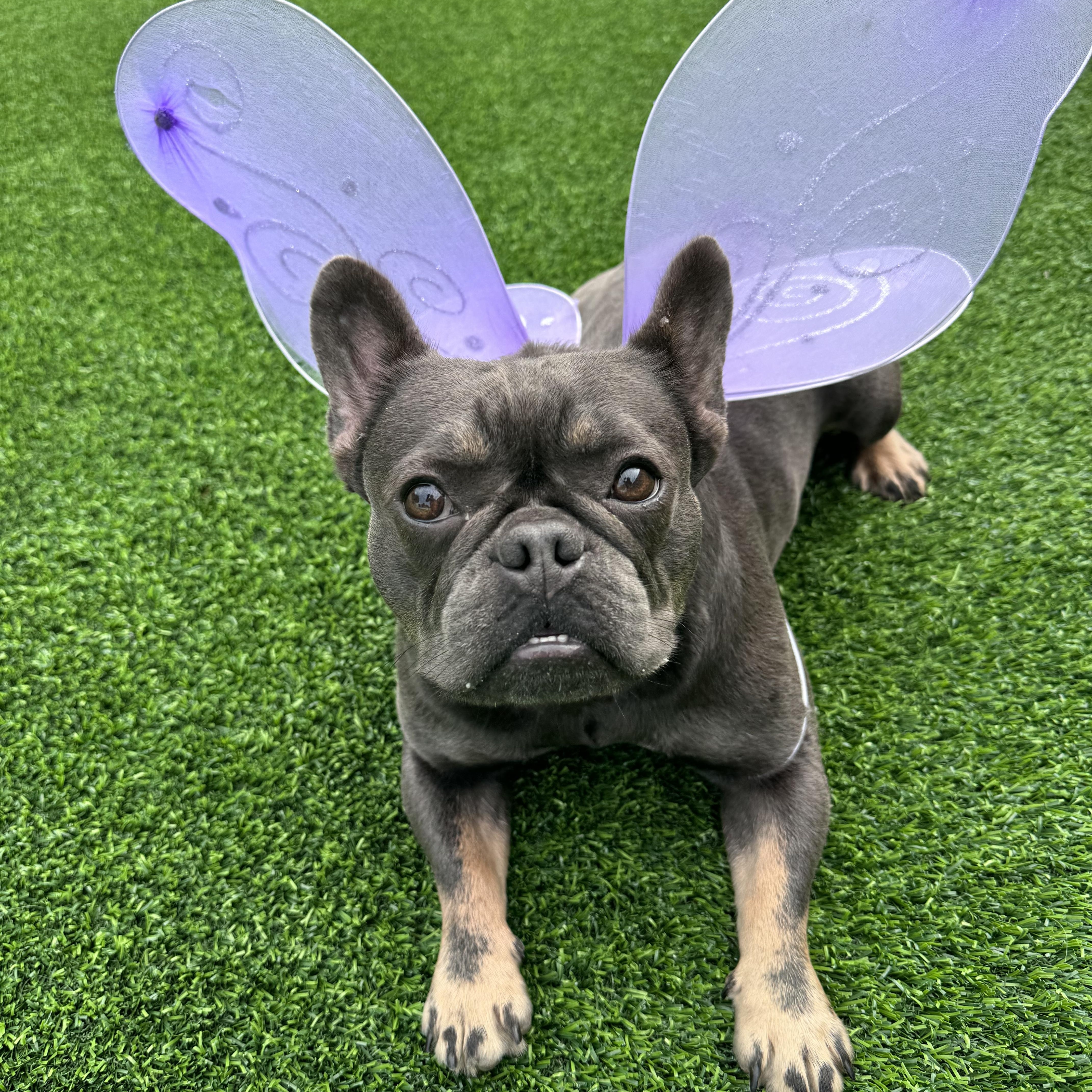 Nala, a Adopted French Bulldog in Pompano Beach, FL image 1/3