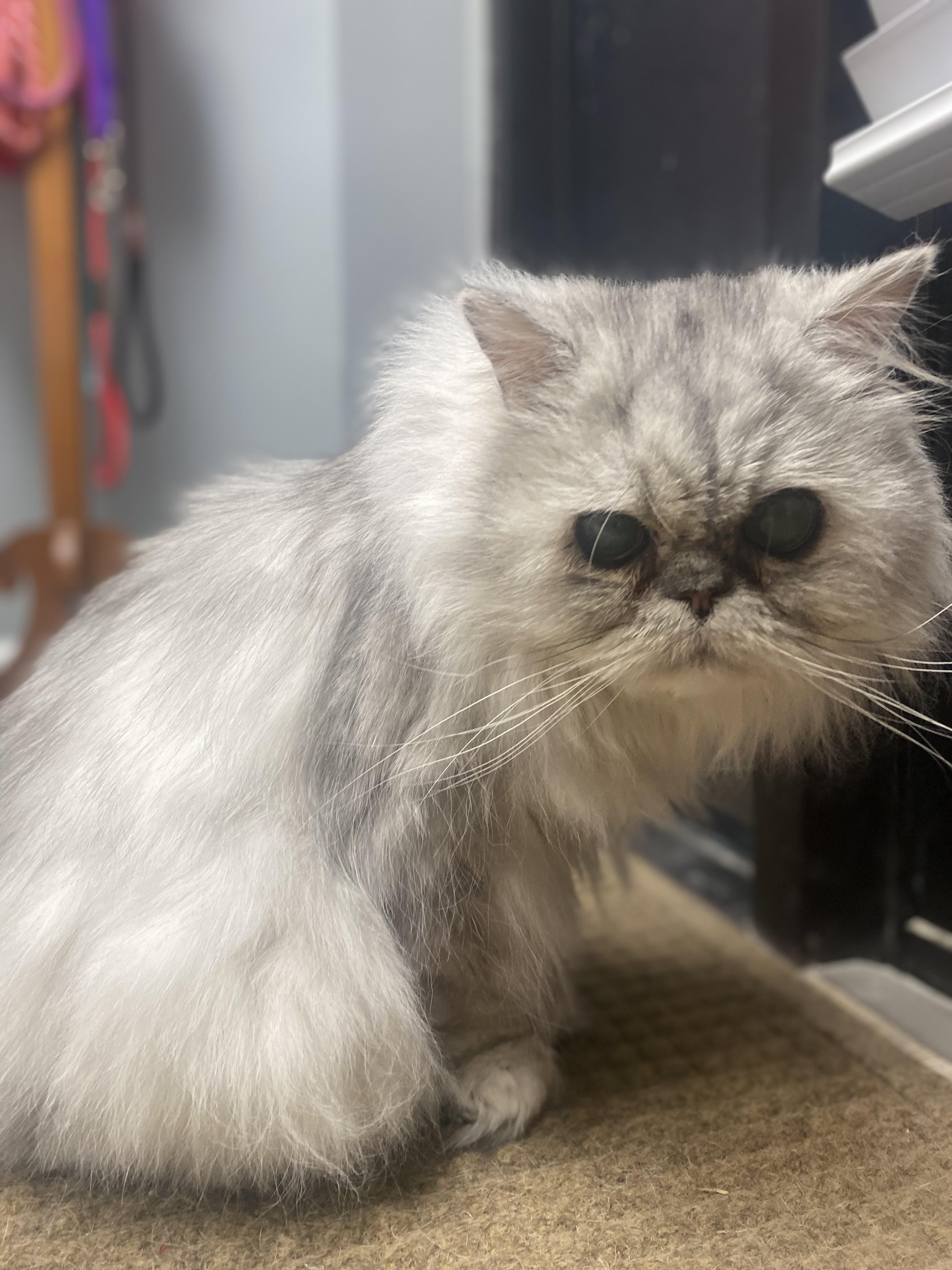 Hank , ADOPTABLE, Adult Male Persian.