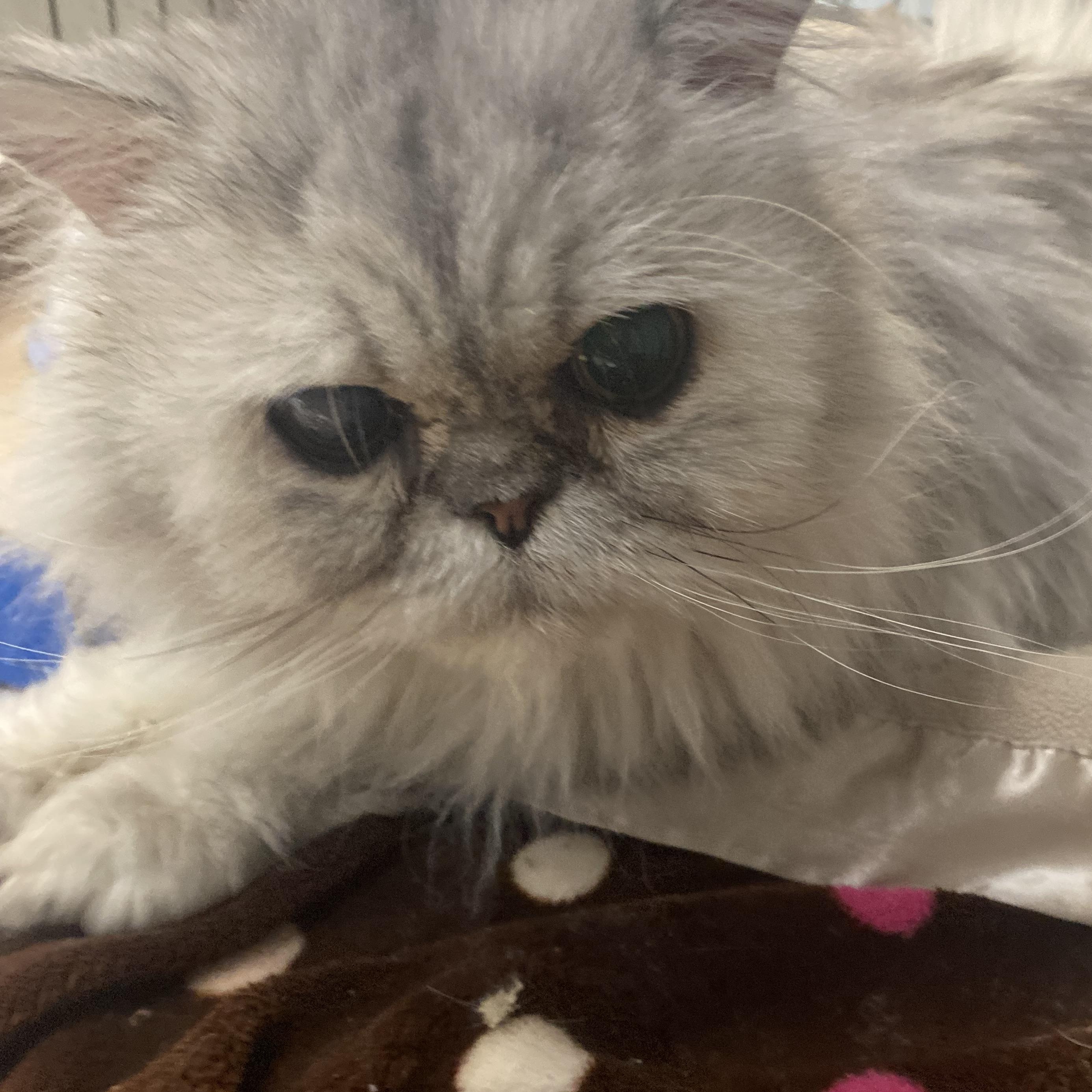Enlarge Hank , a ADOPTABLE Persian in Columbus, OH image 2/4