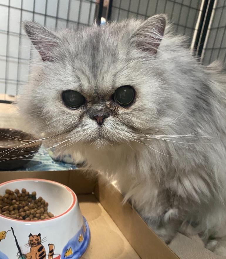 Enlarge Hank , a ADOPTABLE Persian in Columbus, OH image 3/4