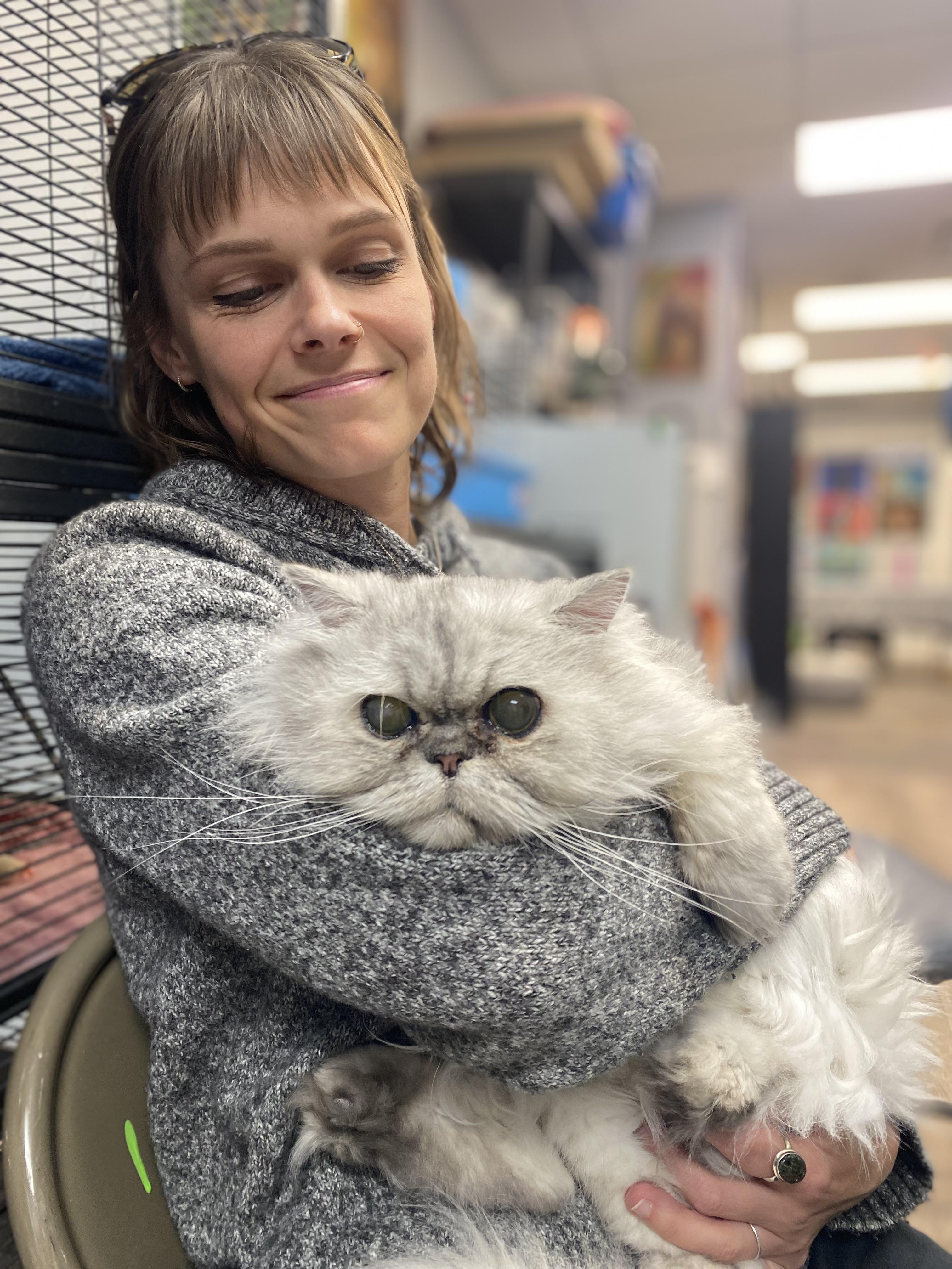 Enlarge Hank , a ADOPTABLE Persian in Columbus, OH image 4/4