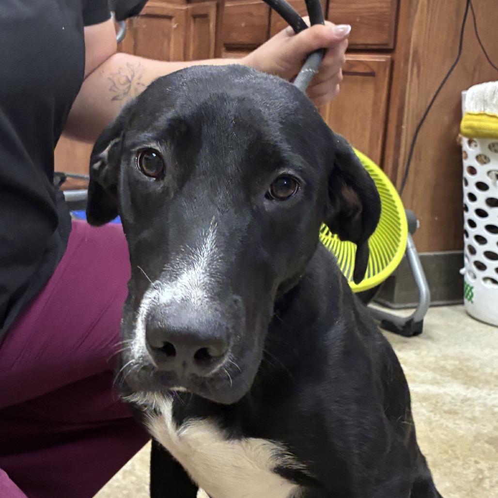 Enlarge Franklin - 080421U, a Adoptable mixed breed in Tupelo, MS image 2/2
