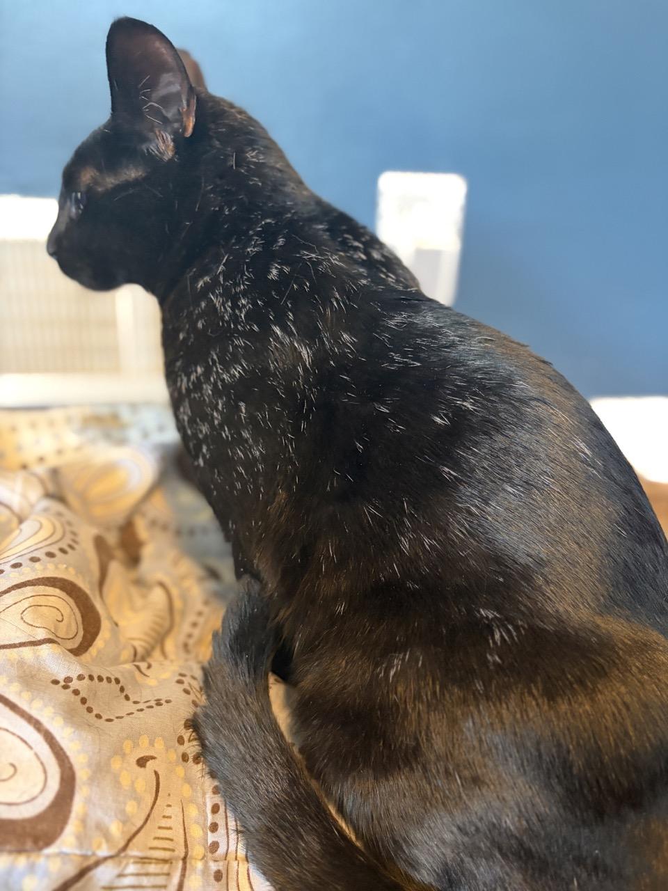 Enlarge Day Day, a Adoptable Domestic Short Hair in Colts Neck, NJ image 4/5