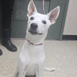 Enlarge Cassidy, a Adoptable mixed breed in Bullhead City, AZ image 1/2