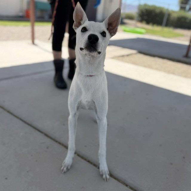 Enlarge Cassidy, a Adoptable mixed breed in Bullhead City, AZ image 2/2