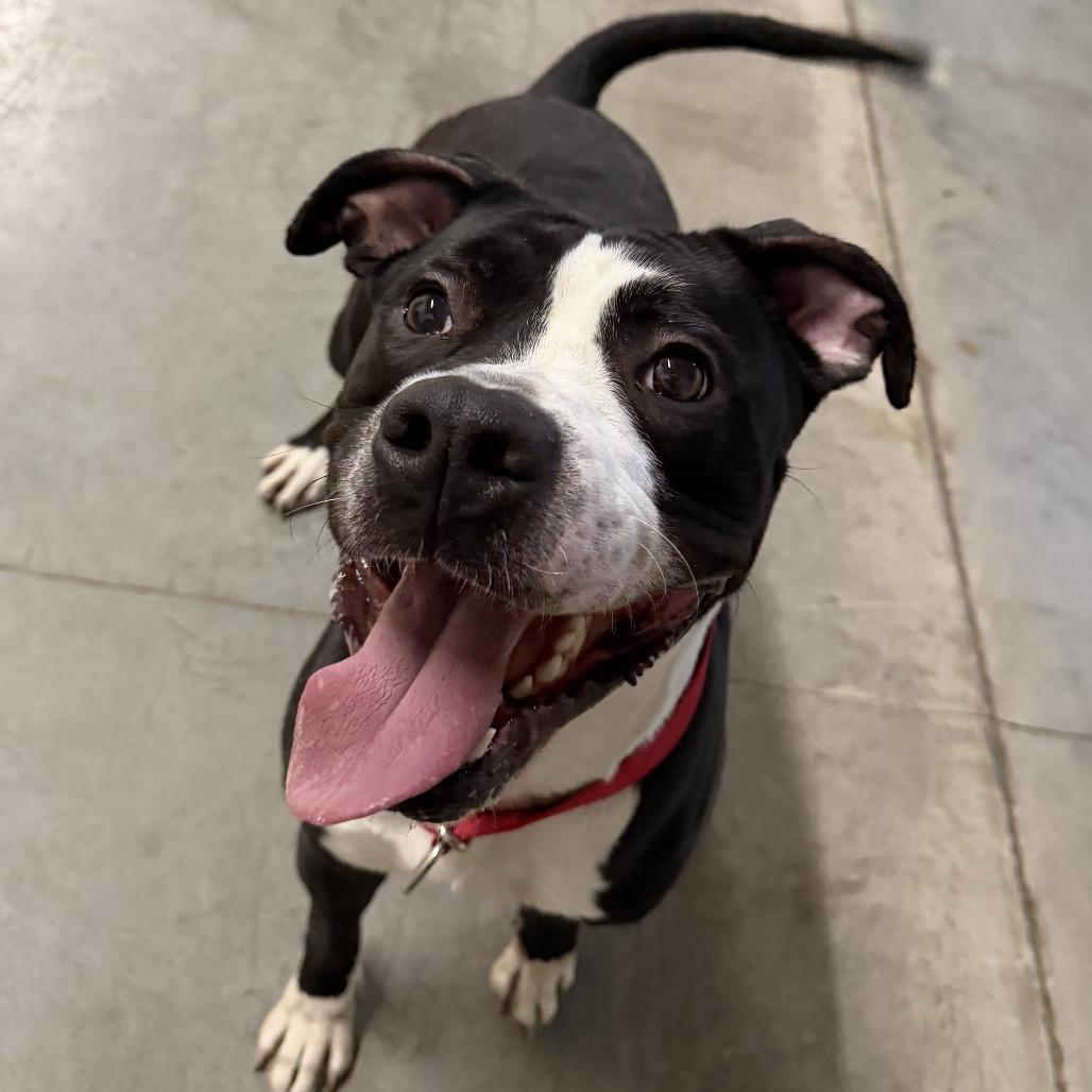 Enlarge Damien, a Adoptable Pit Bull Terrier in Norfolk, NE image 1/4
