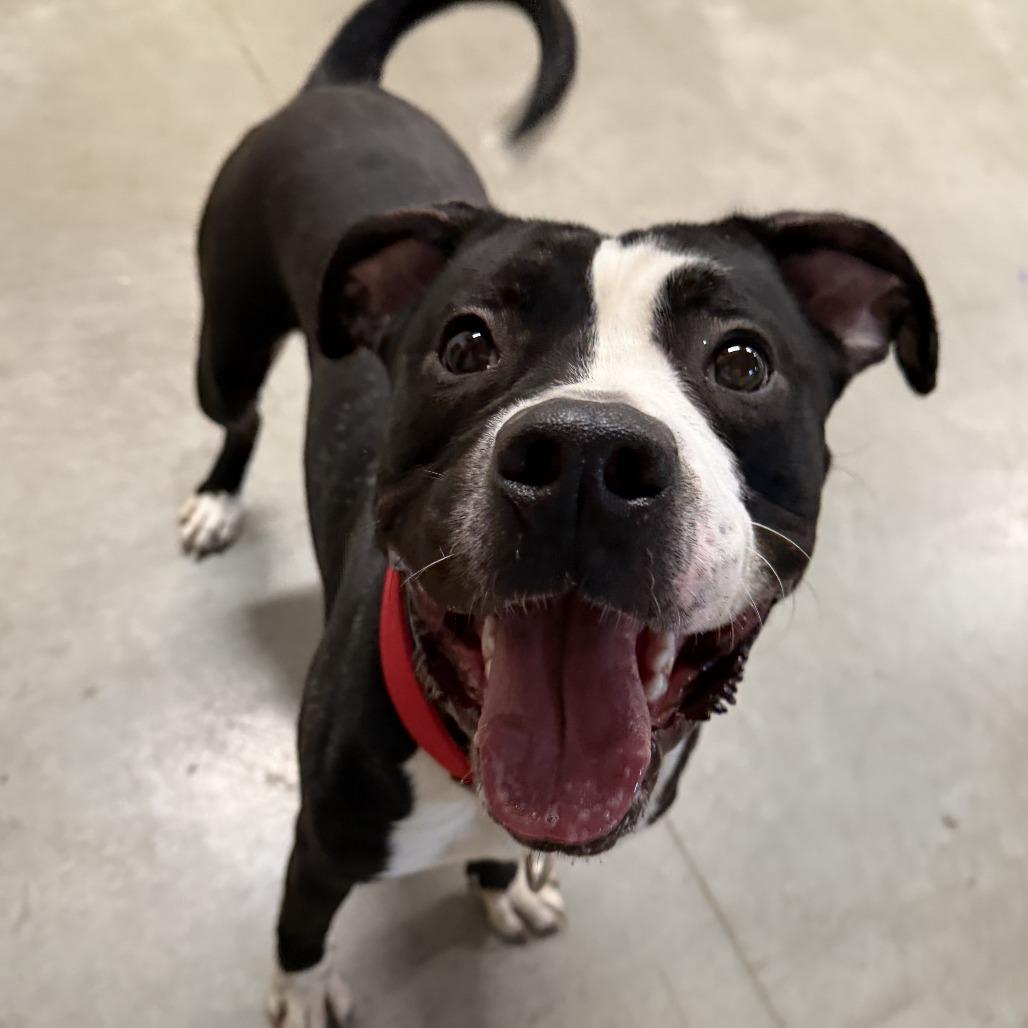 Enlarge Damien, a Adoptable Pit Bull Terrier in Norfolk, NE image 2/4