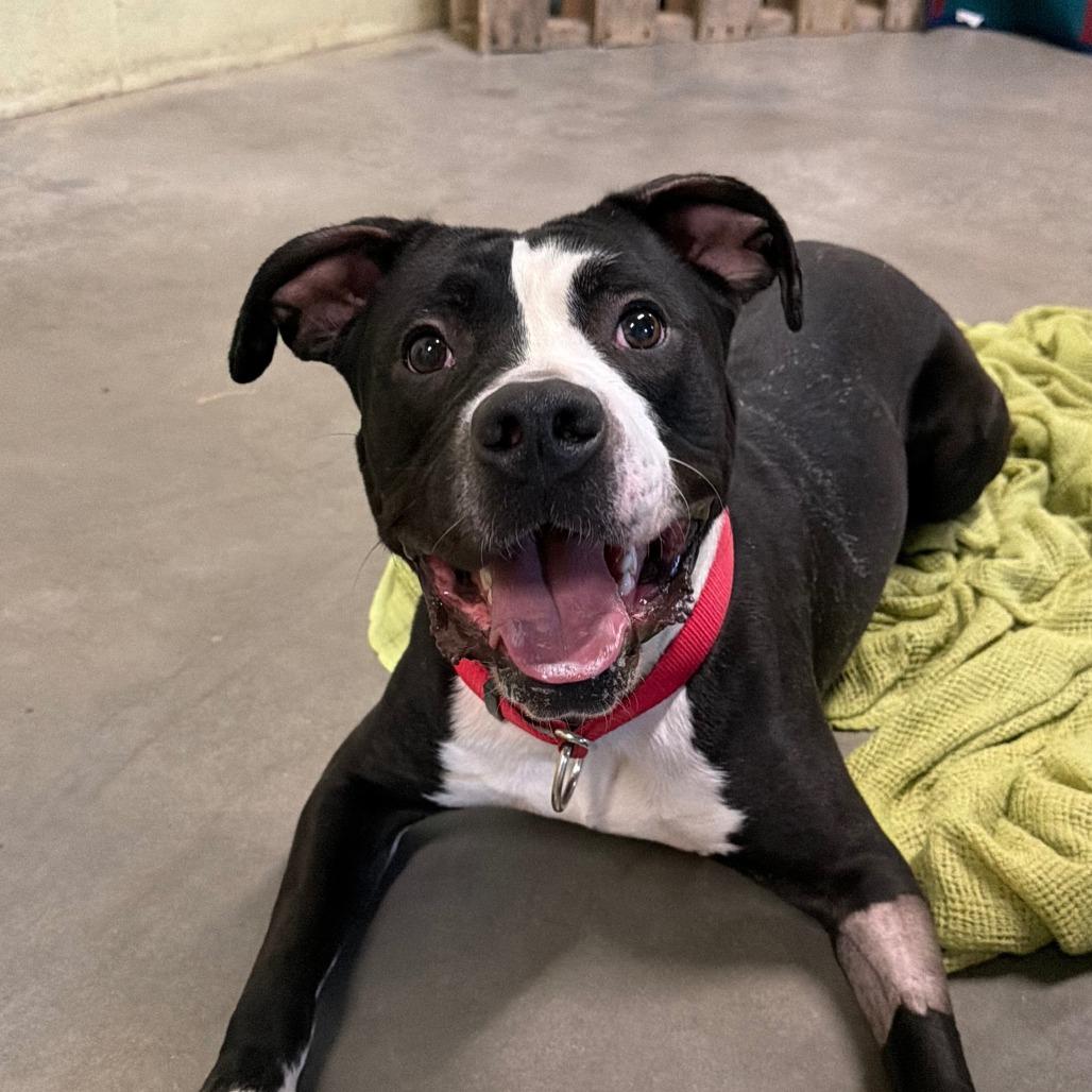 Enlarge Damien, a Adoptable Pit Bull Terrier in Norfolk, NE image 3/4