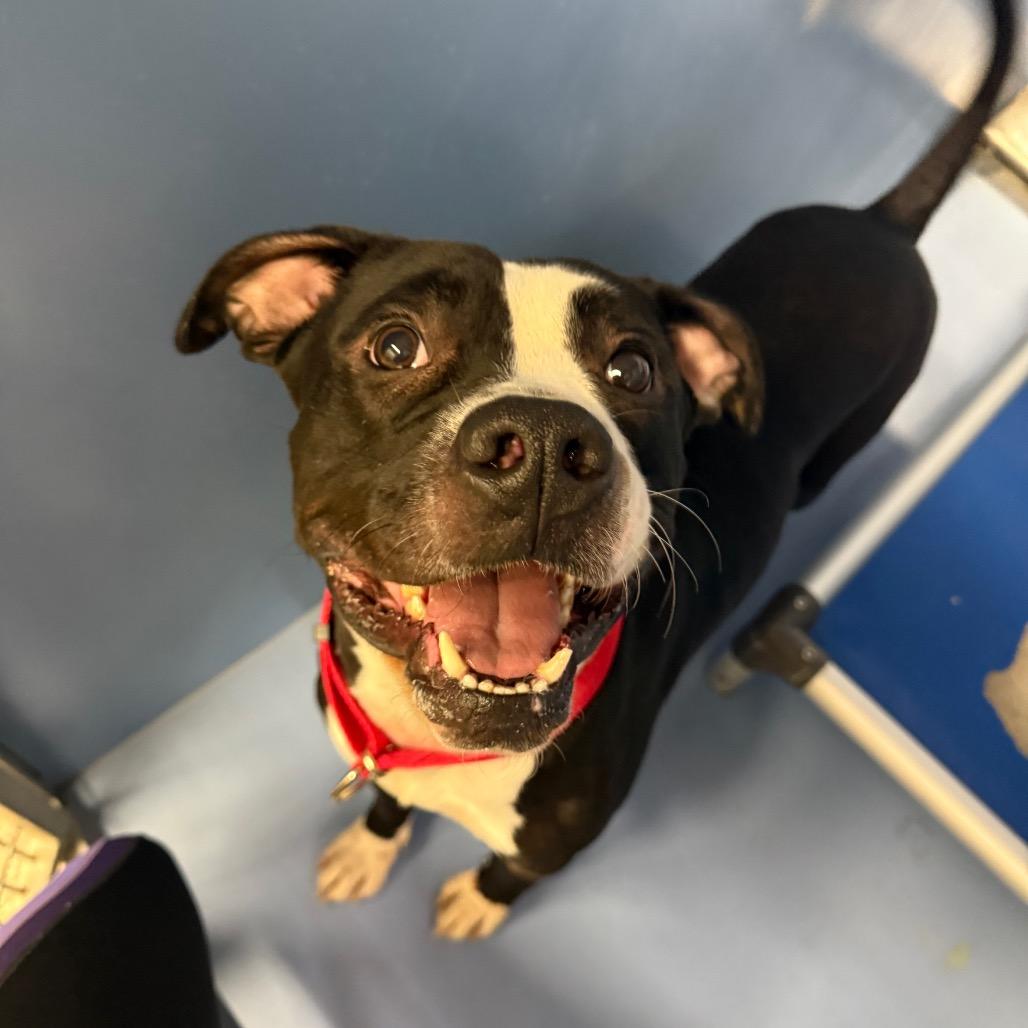 Enlarge Damien, a Adoptable Pit Bull Terrier in Norfolk, NE image 4/4