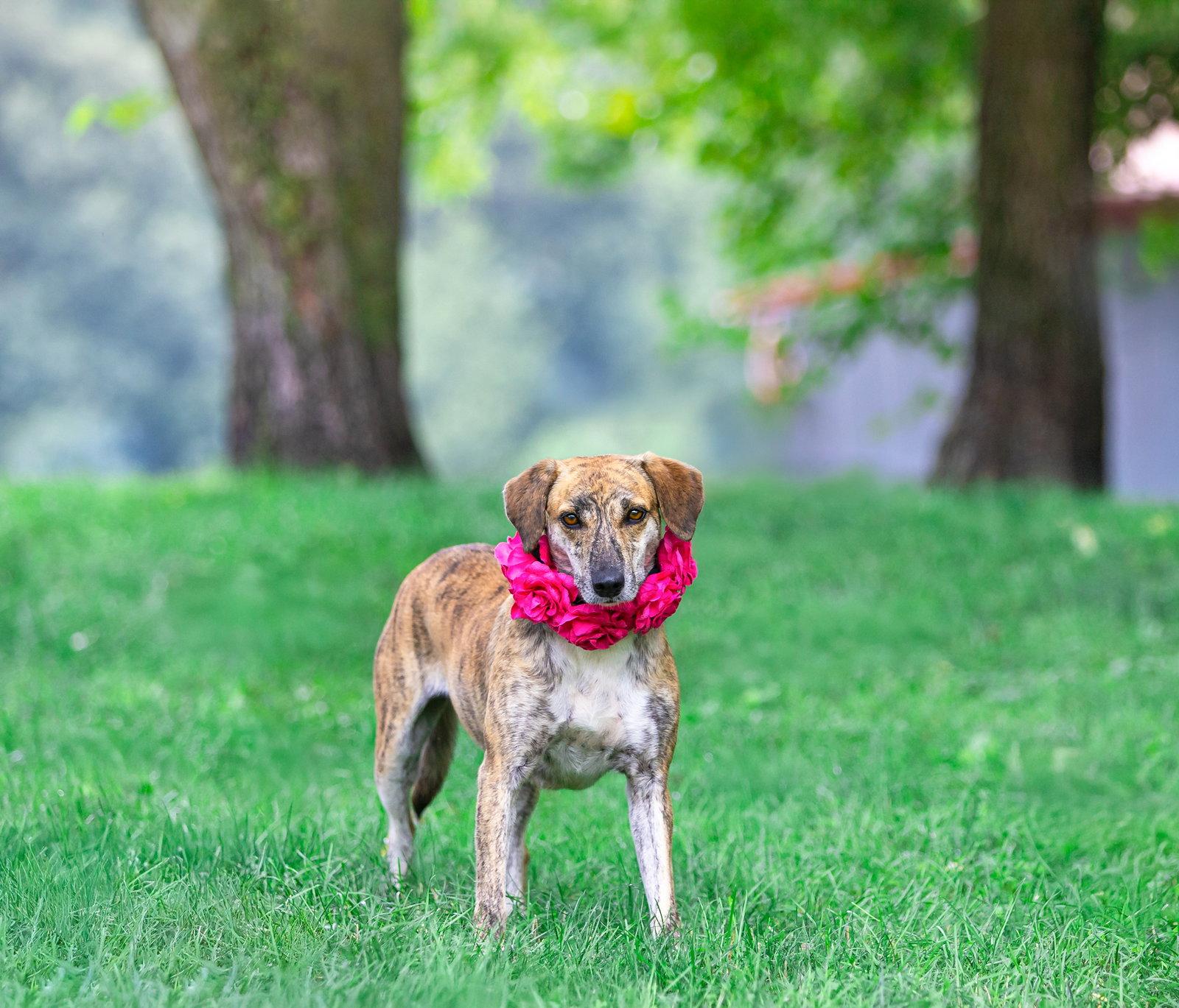 Holly, Adoptable, Adult Female Hound & Mountain Cur.