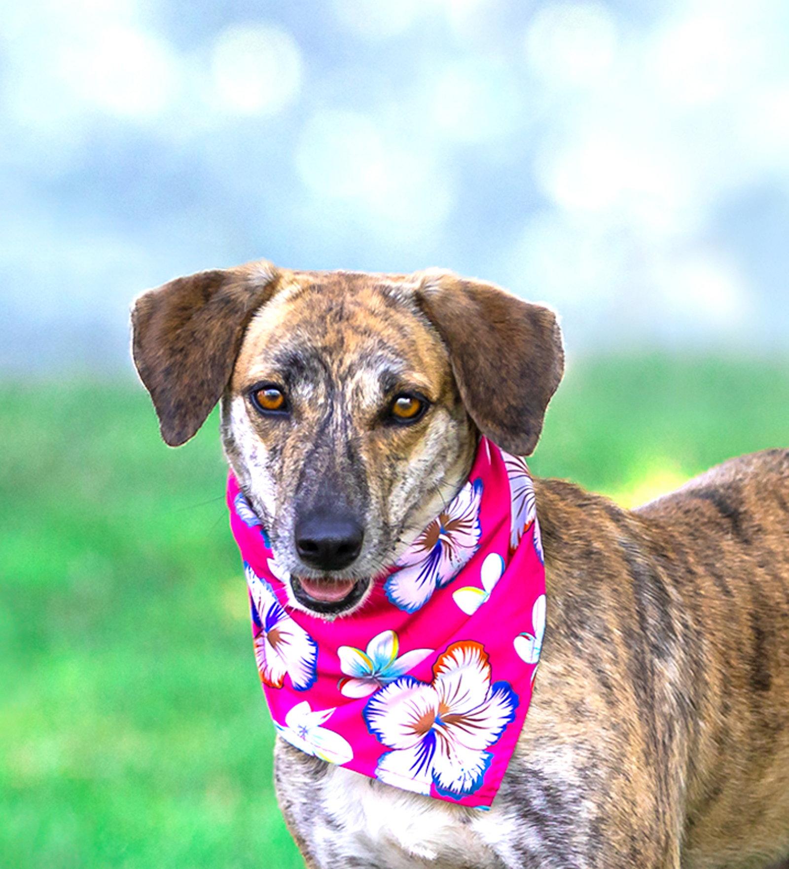 Holly, a Adoptable mixed breed in Coatesville, PA image 2/3