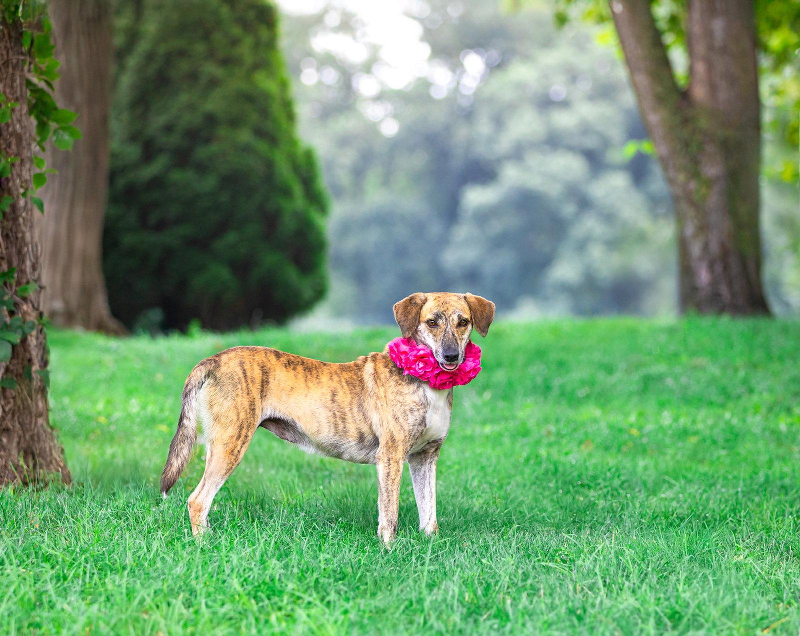 Holly, a Adoptable mixed breed in Coatesville, PA image 3/3